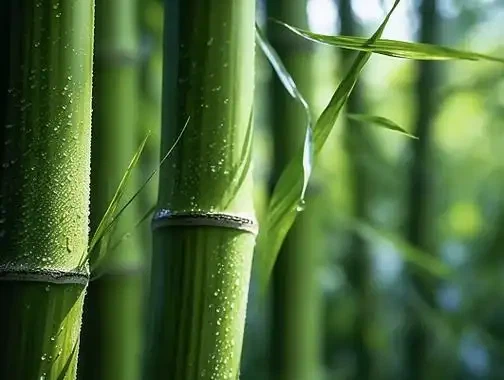 Sirainen bambu: Bambu -tuotteiden kulttuurin herätys ja vauraus Kiinassa