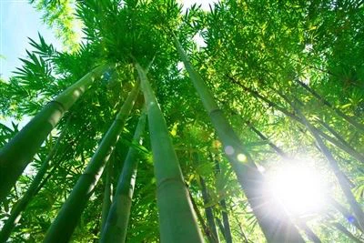 UNESCO -leima lähettää kiinalaisen bambukudotusviruksen Milanossa